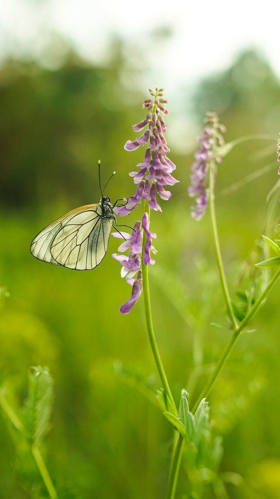 Боярышница