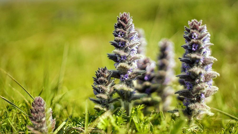 Пушистое макро