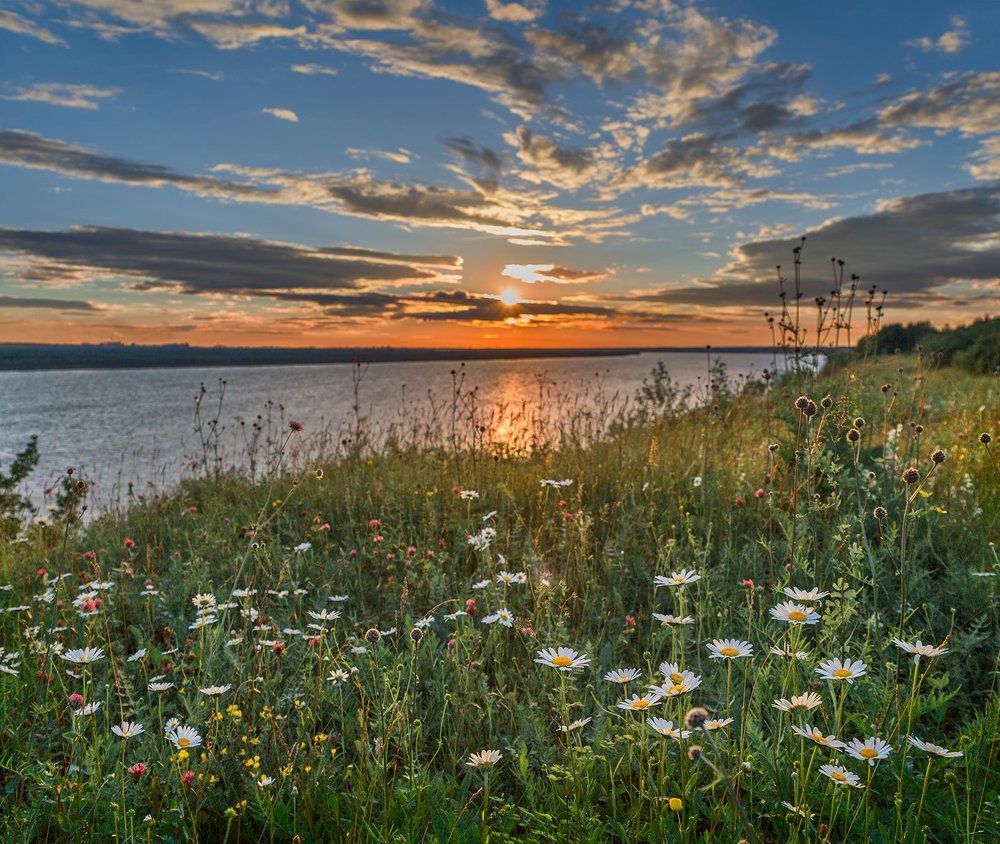 Flower fields at the bank of Northern Dvina river