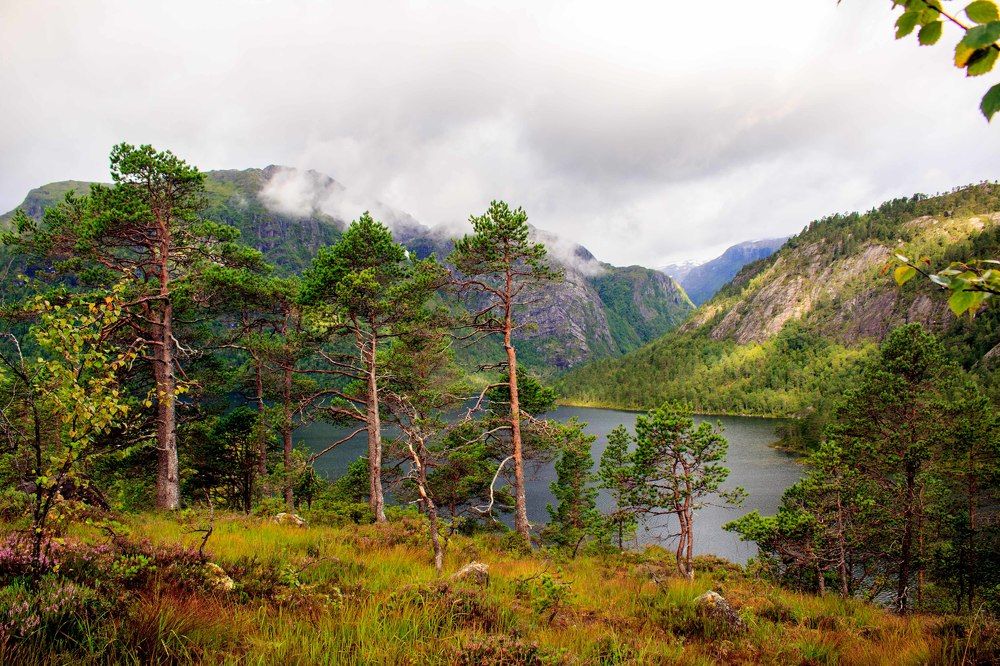 Norway pines.