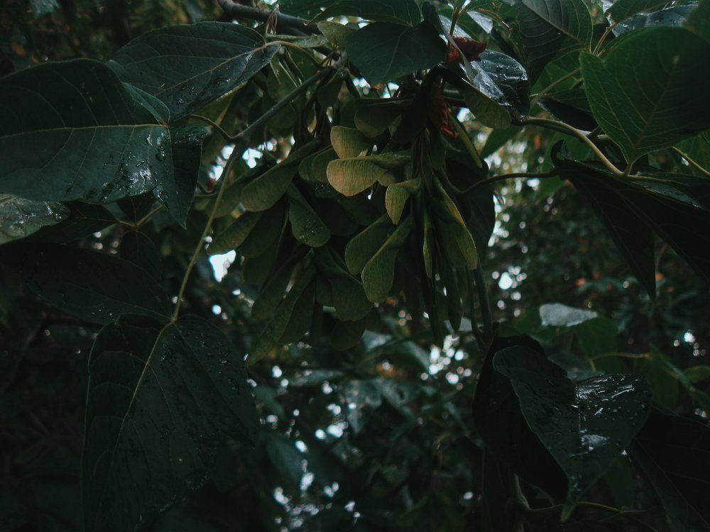 Photo #1925498