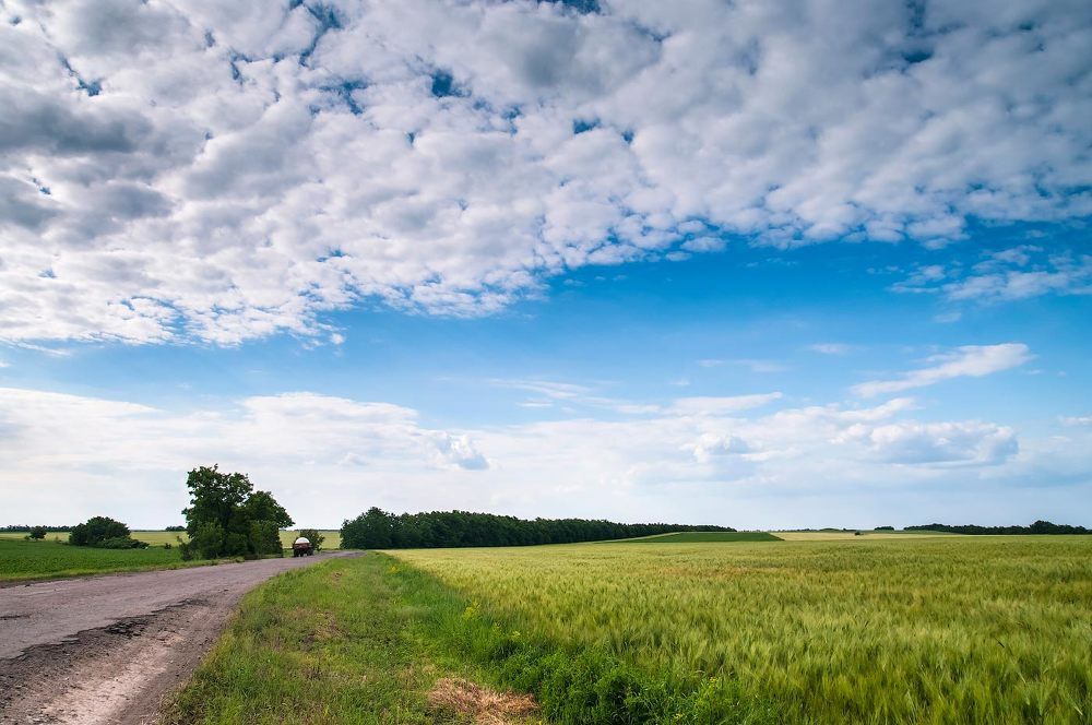Хлебное поле