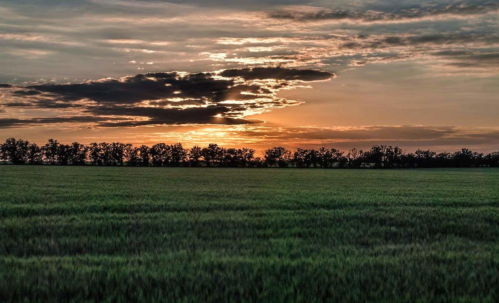 Закат в поле