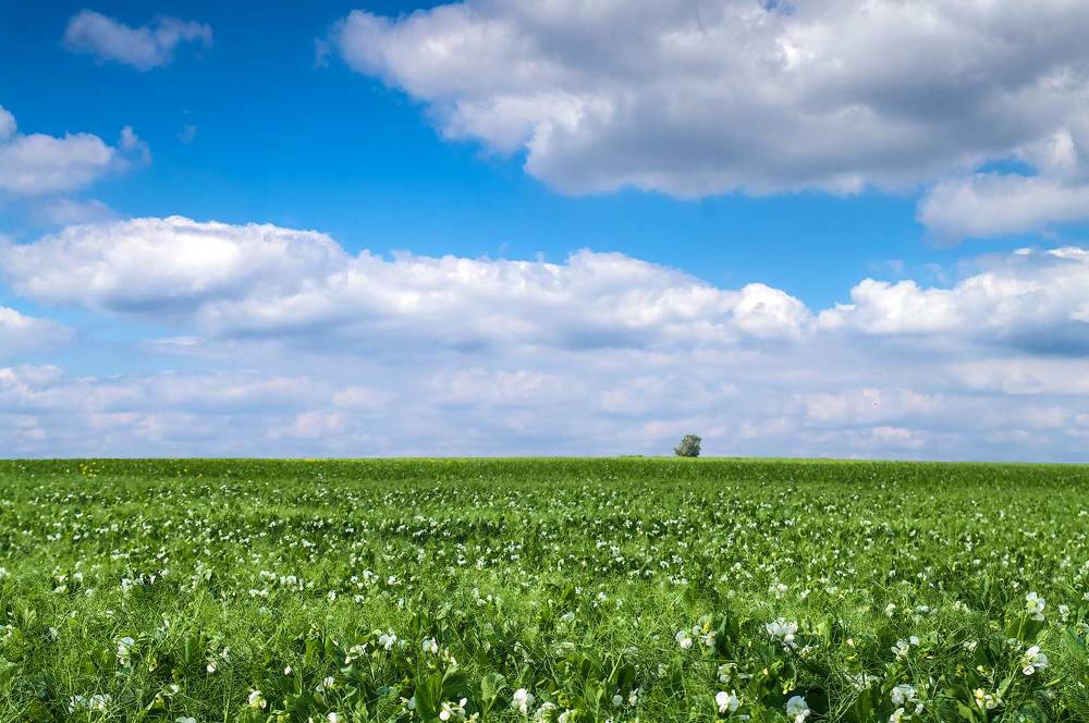 Гороховое поле