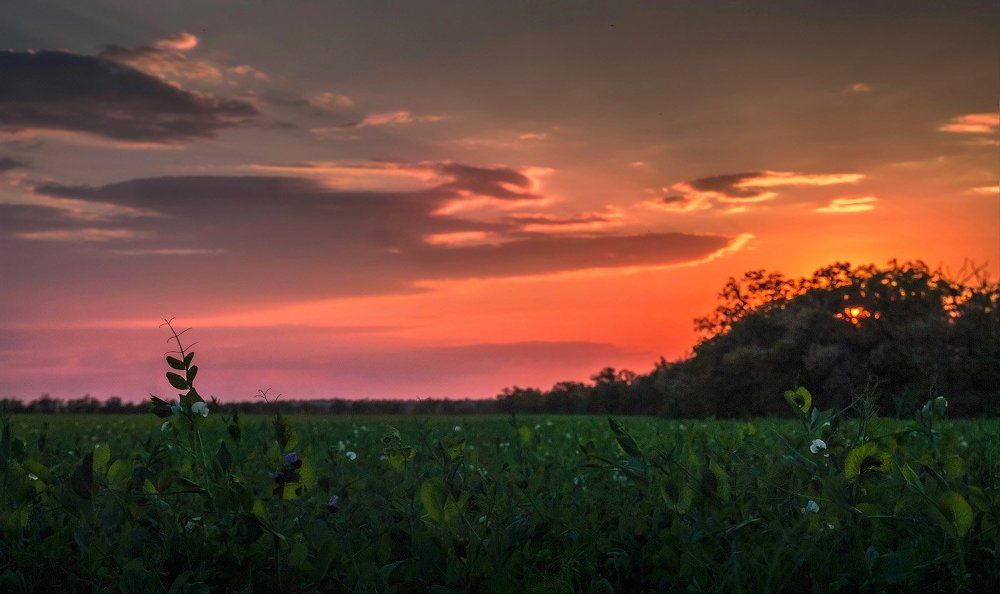 Вечернее поле гороха