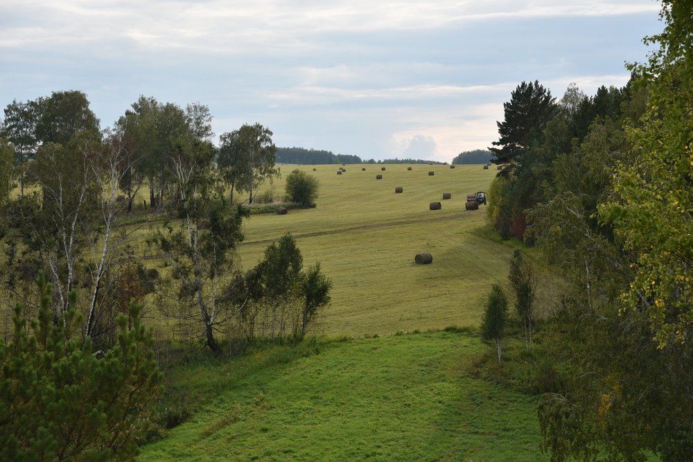 Заготовка сена.
