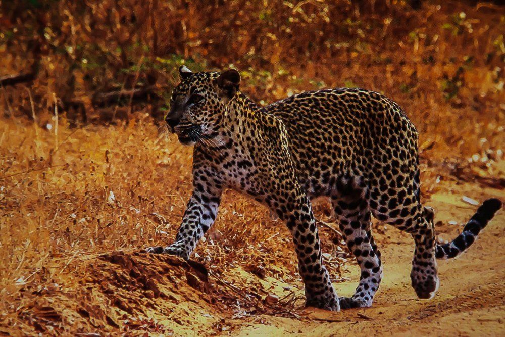 На охоте.....