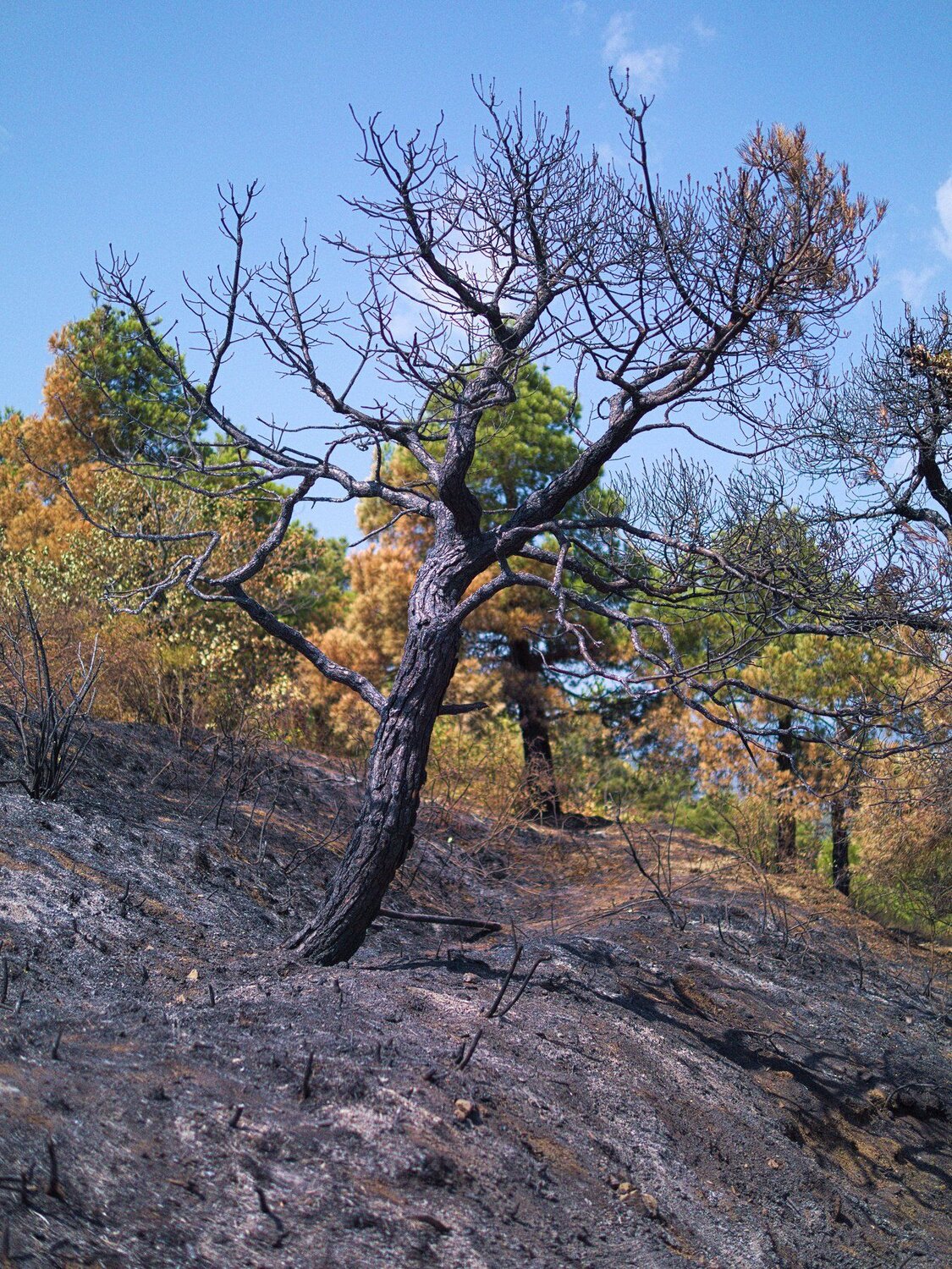 Survivor