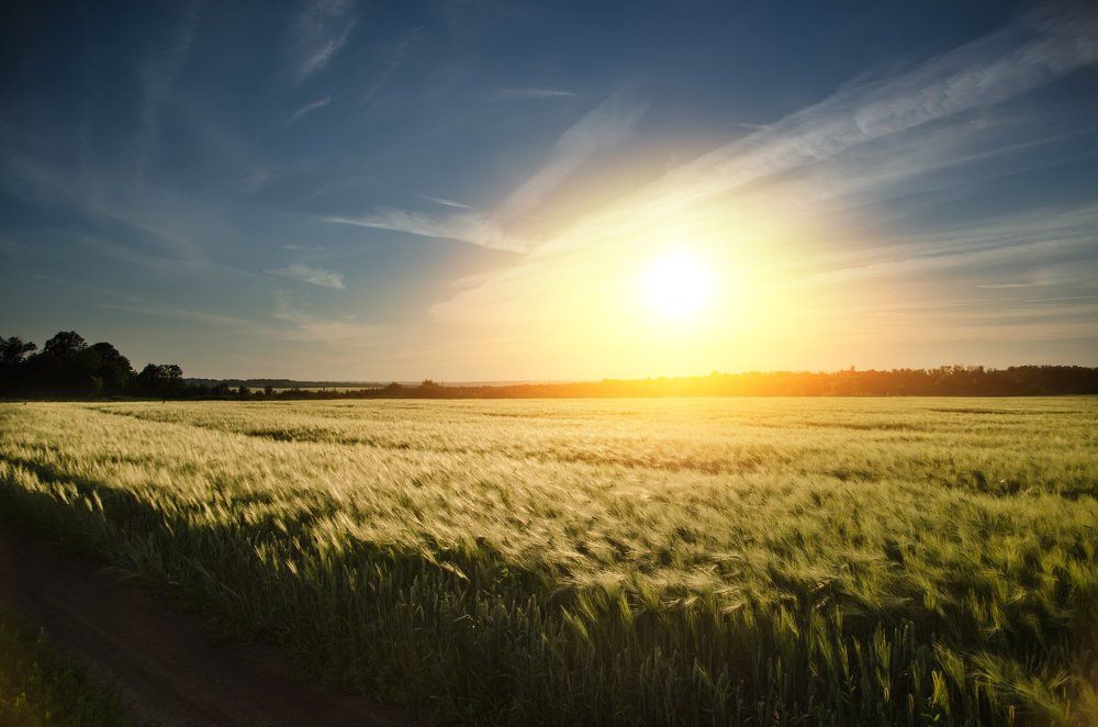 Идя вдоль поля сквозь закат.
