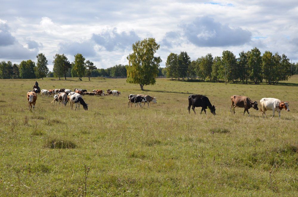 Коровы шли на водопой