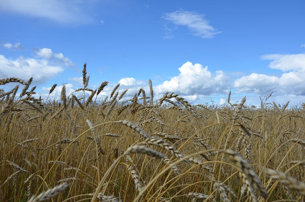 Богатый урожай