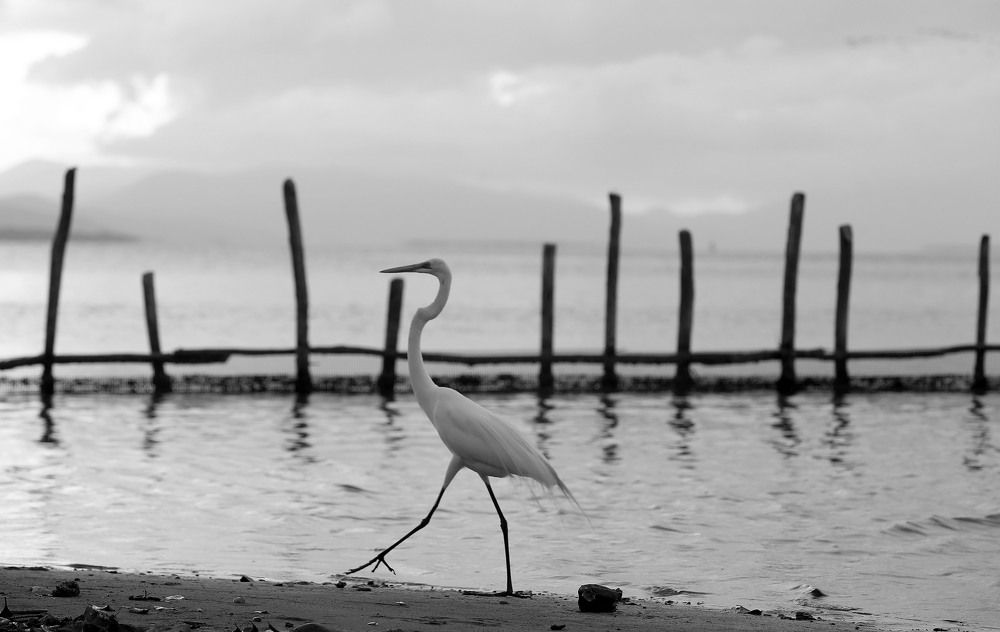 Elegancia y Ritmo --- Elegance and Rhythm