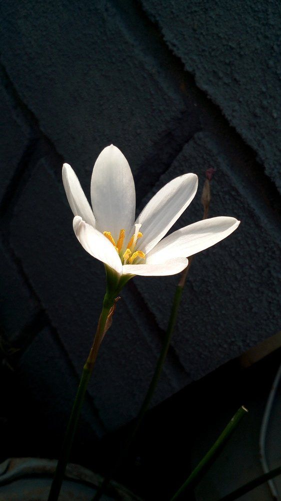 Small Angel...