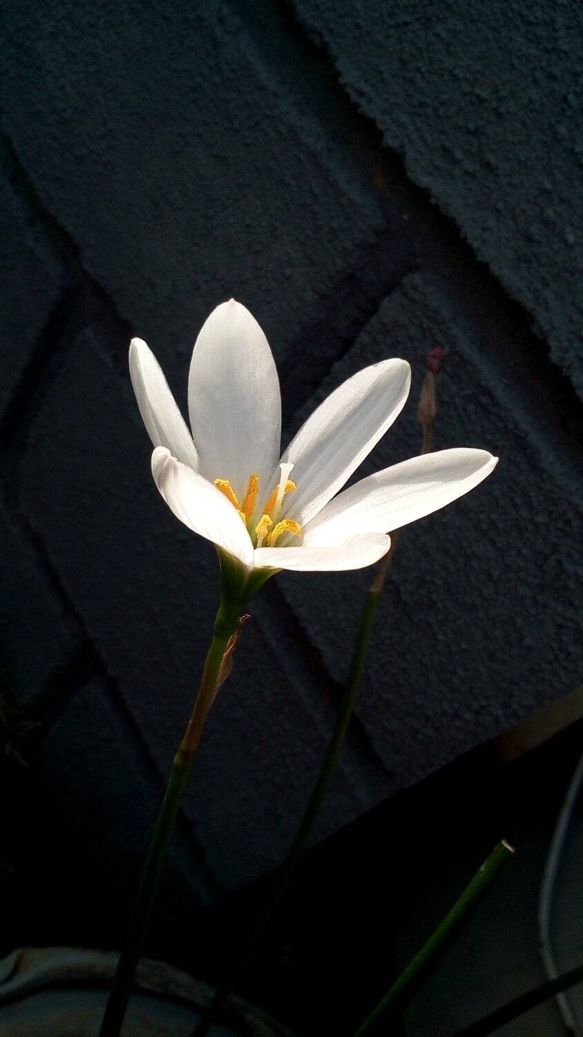 Small Angel...