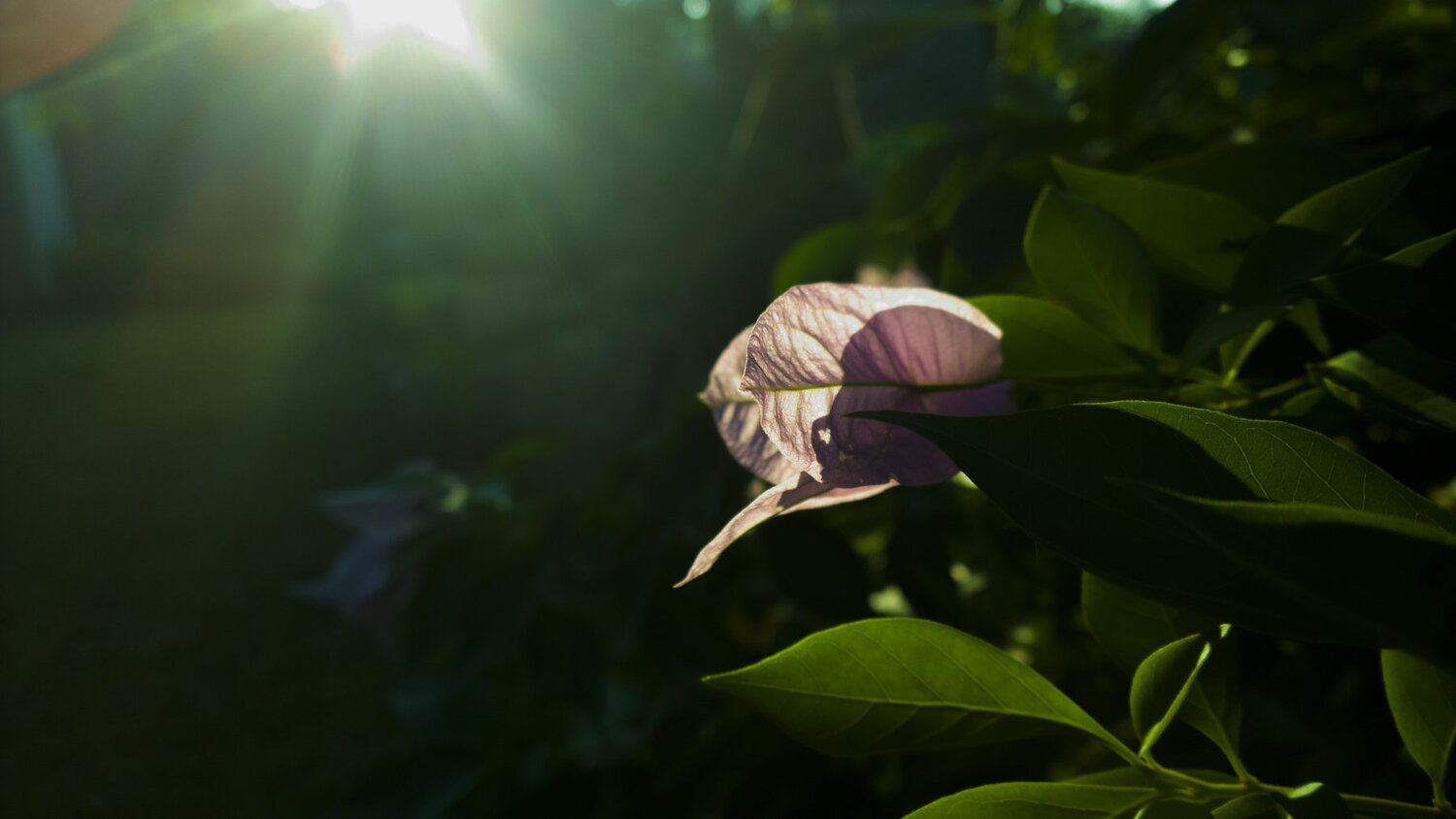 light that runs through the veins