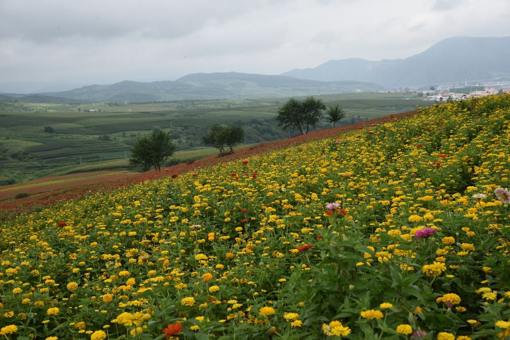 Целое поле цветов.