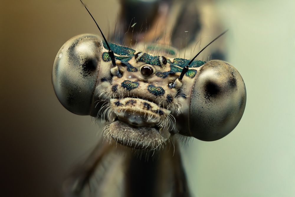 Настоящий инопланетянин.