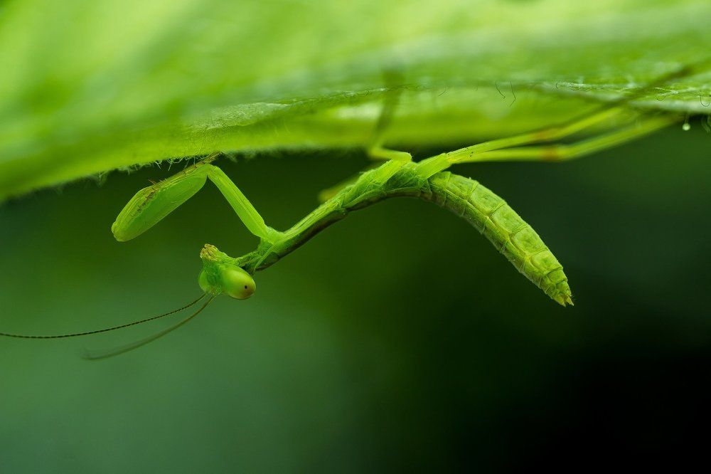 Маскировщик...