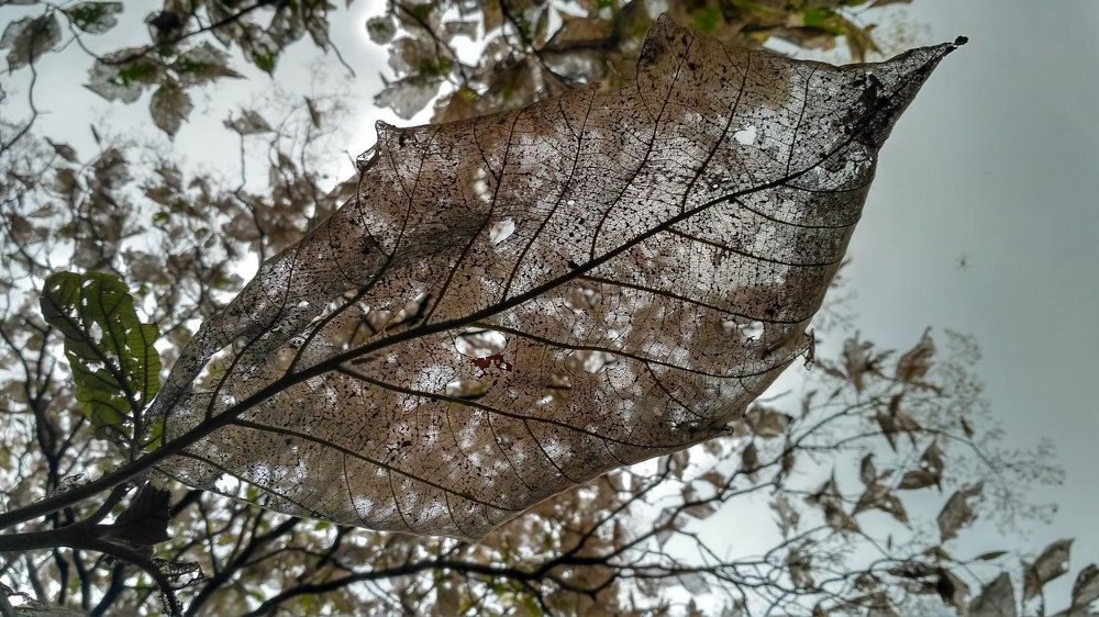 Mesh leaf