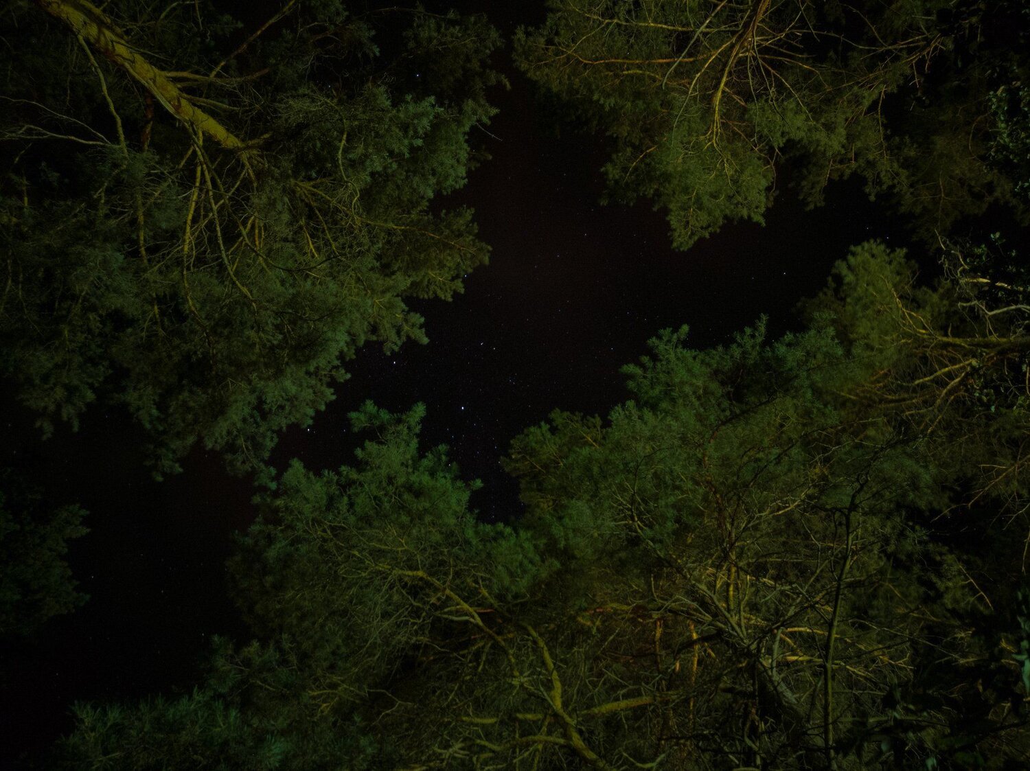 Trees can touch the stars