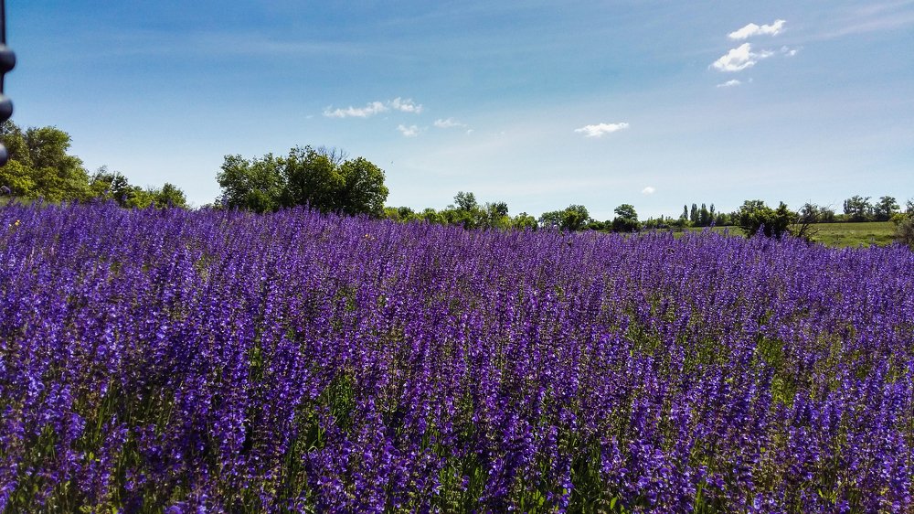 Сиреневая не сирень