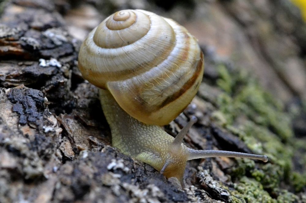 Улитка на дереве