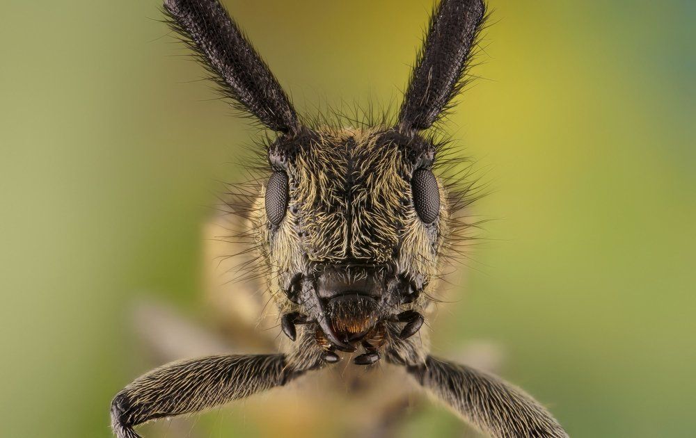 макро "заяц"