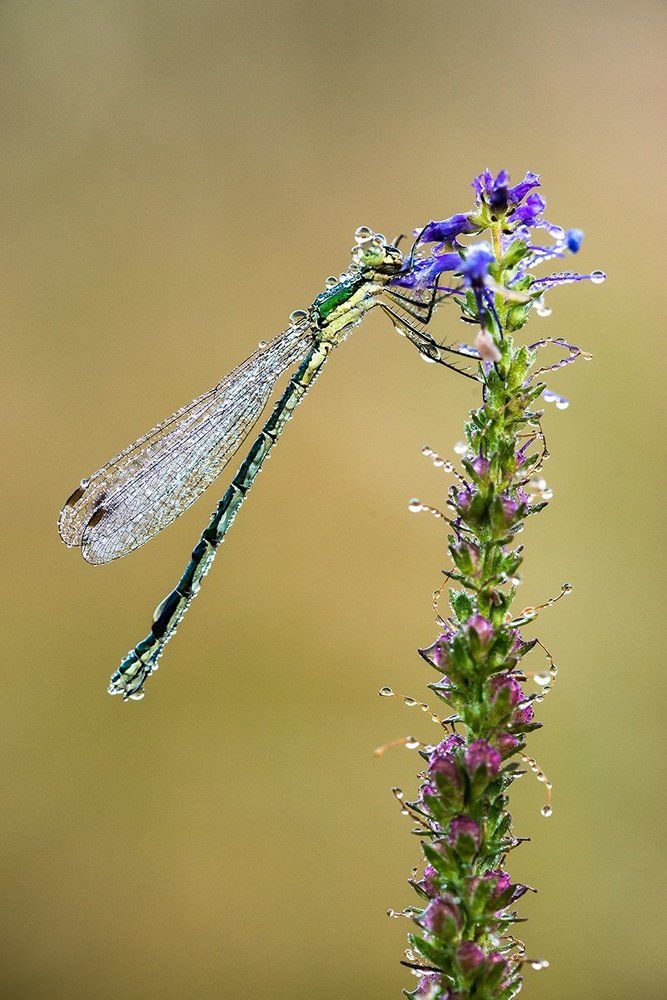 ЛюТкино утро.