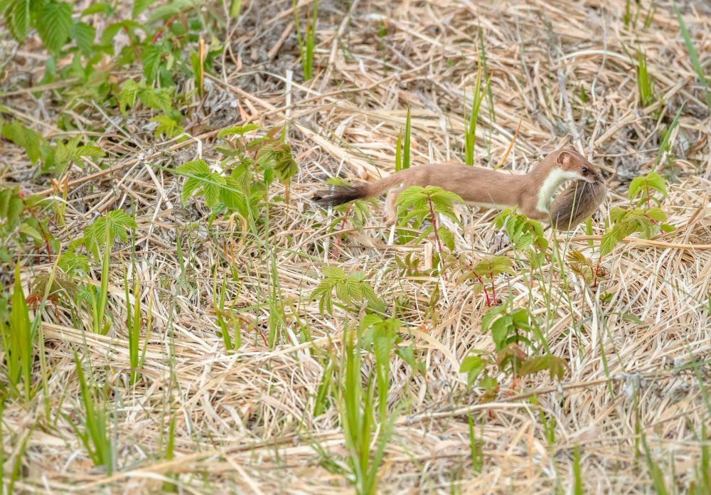 Опытный ловец