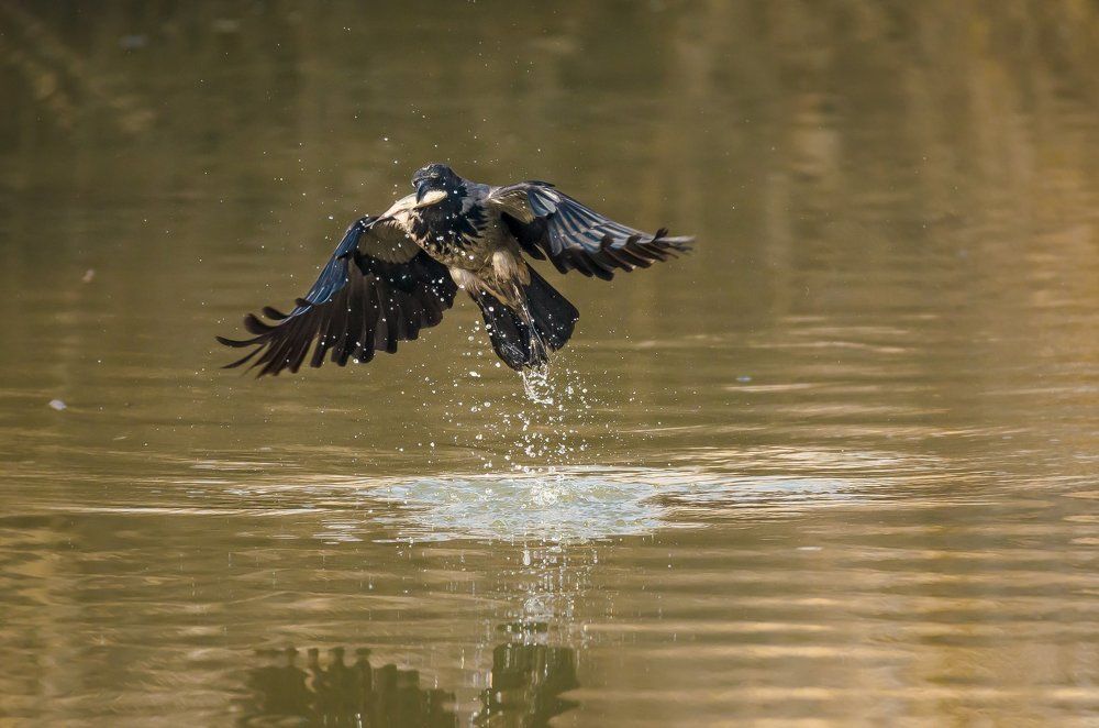 Приобретённое поведение
