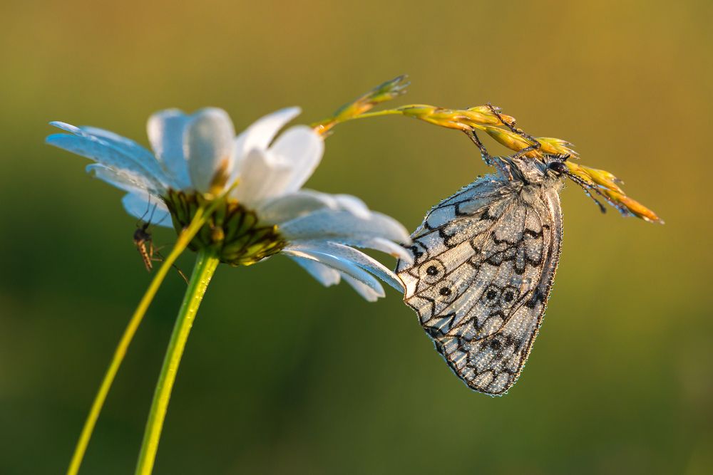 Пестроглазка Галатея.