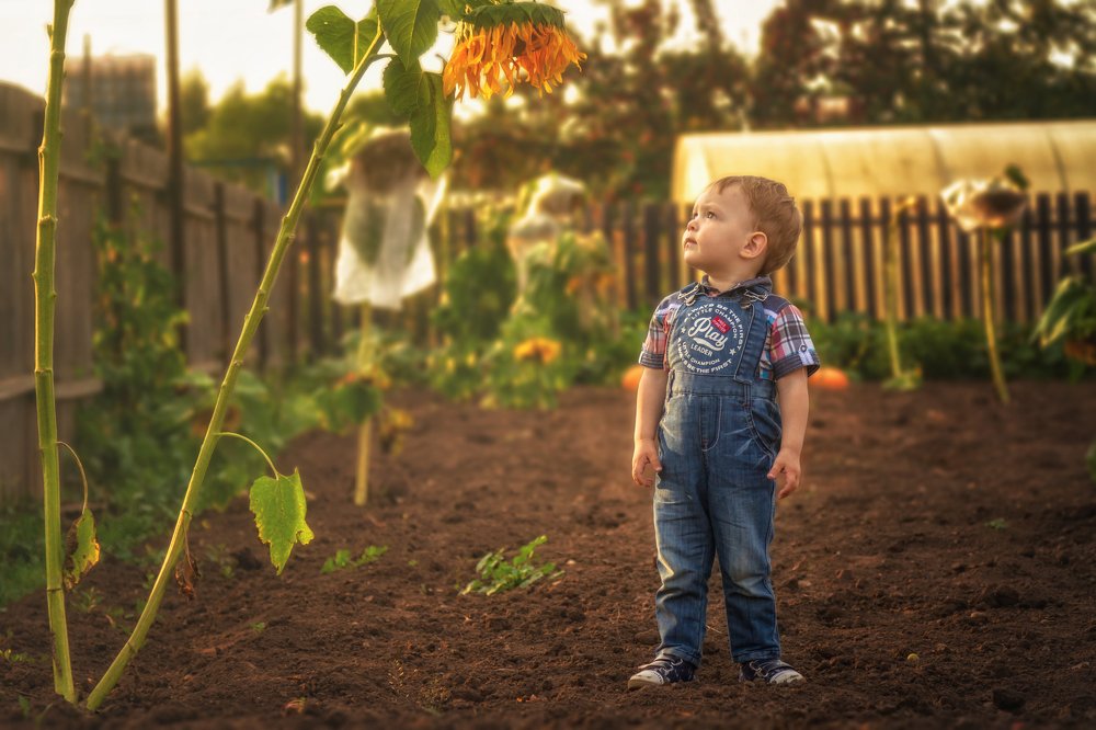 Мальчик и подсолнух