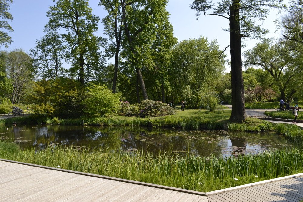 пруд в парке