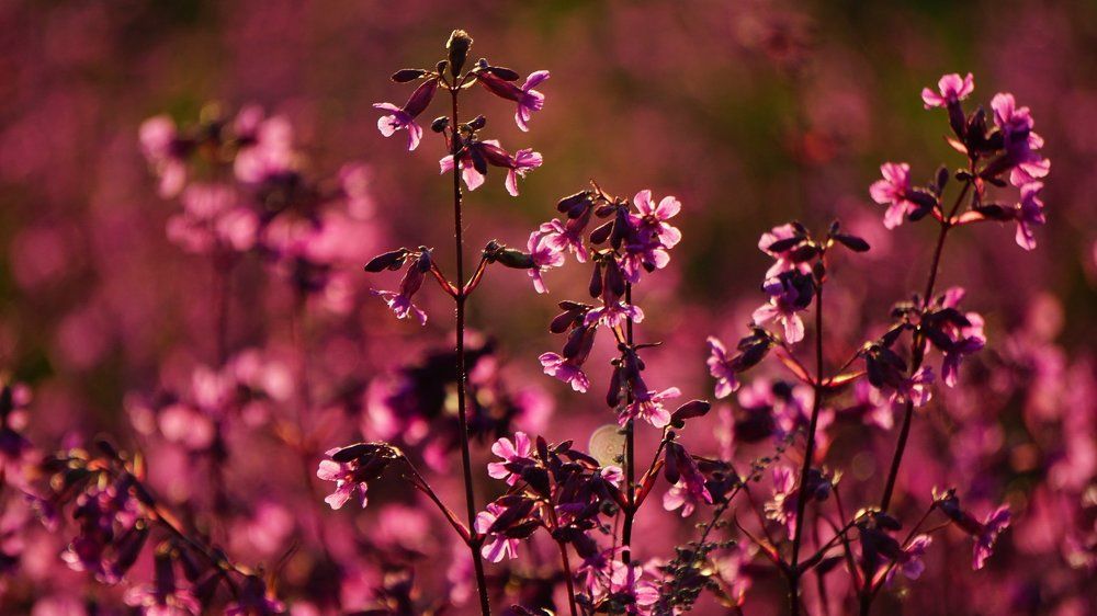 Смолка цветет