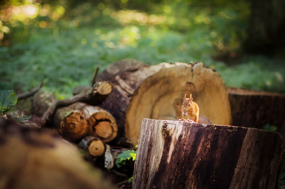А орешки не простые..)