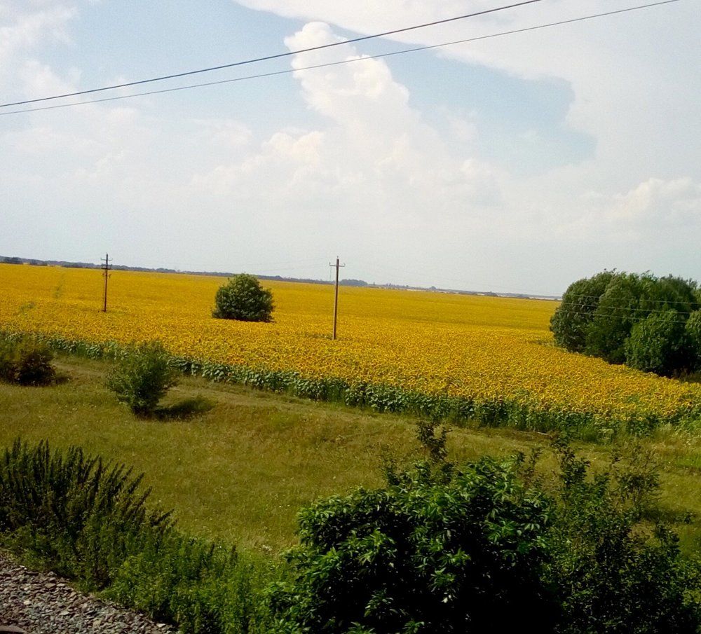 Желтая земля