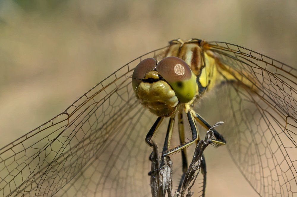 Photograph by Viktor Makarov