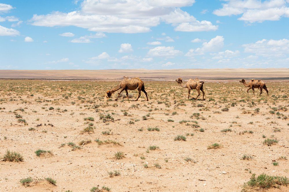 Монгольские степи.