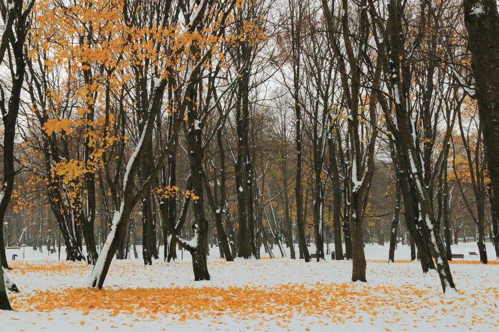 первый снег-последняя листва