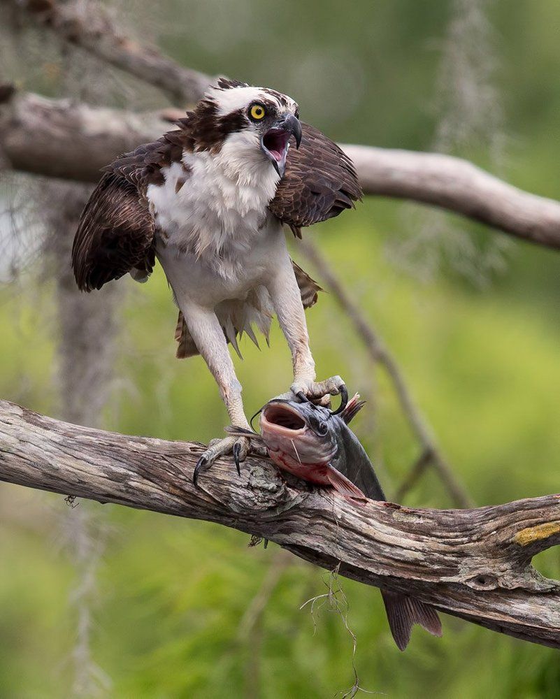 Скопа с добычей - Osprey with catfish
