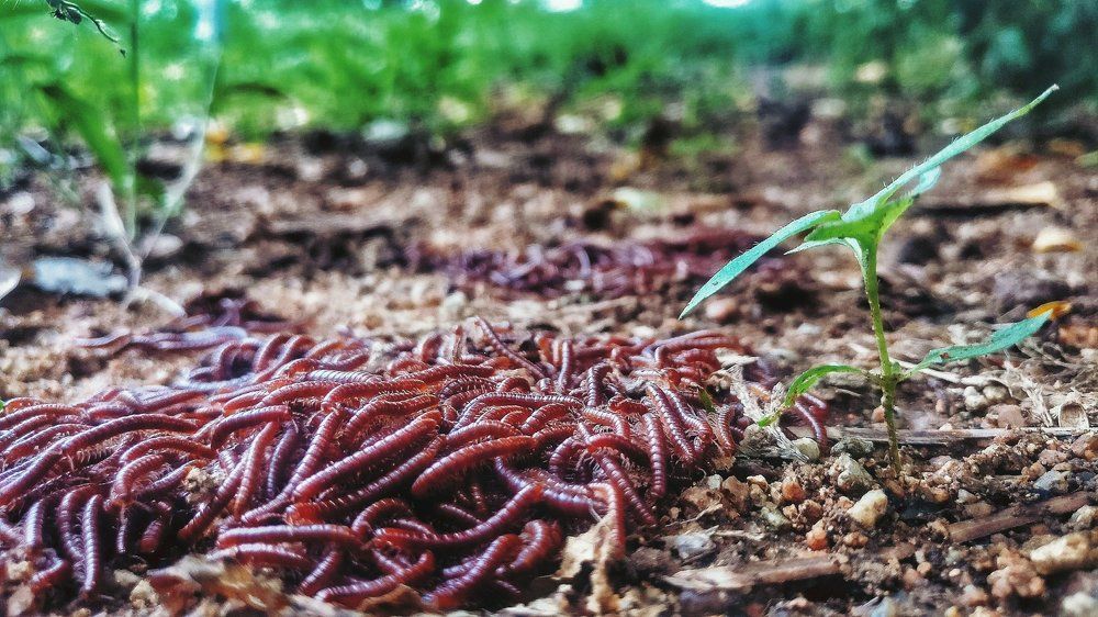 Millipedes foto