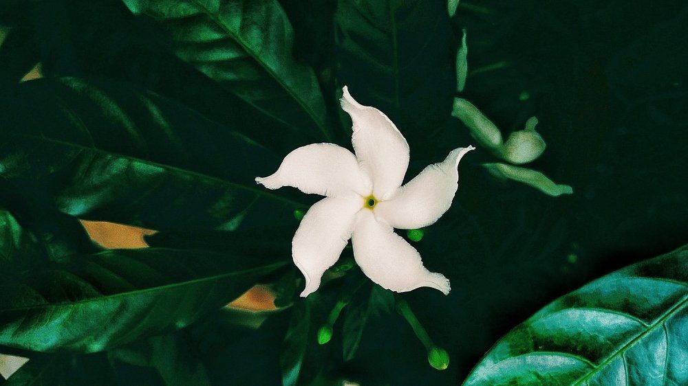 White pin wheel flower
