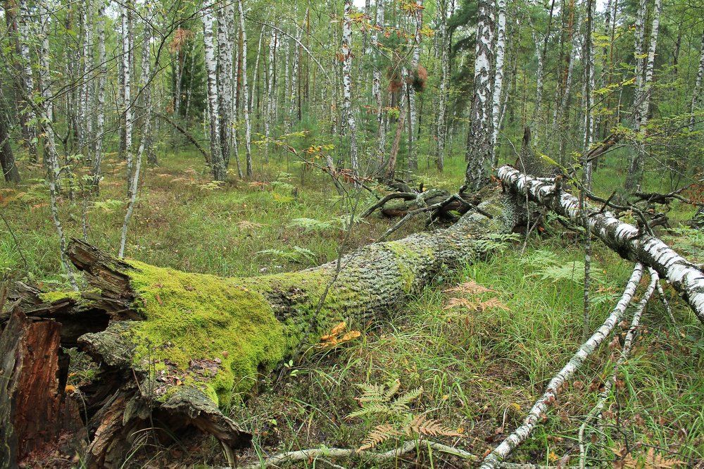 Павший великан...