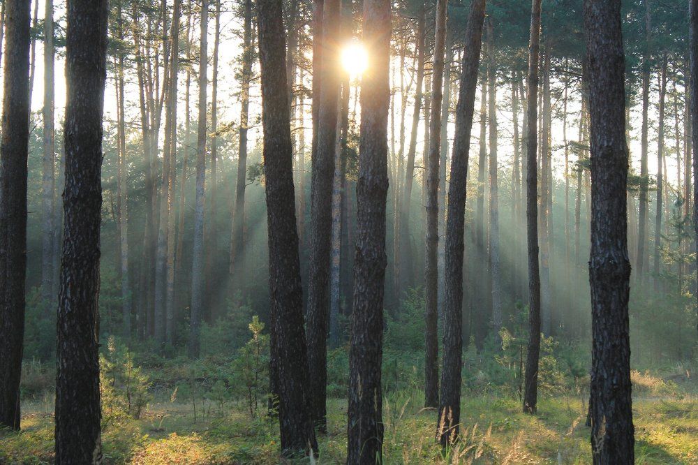 В утренних лучах