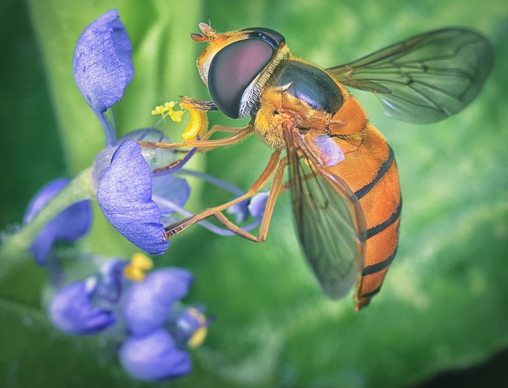 hoverfly & flower