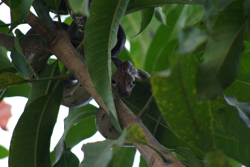 BOA