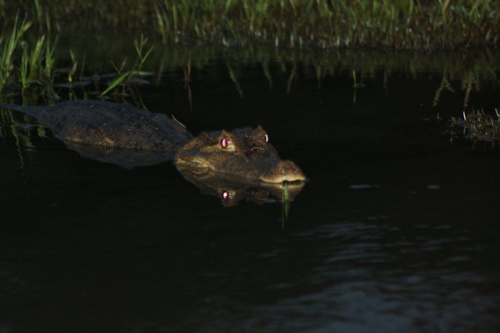 crocodile