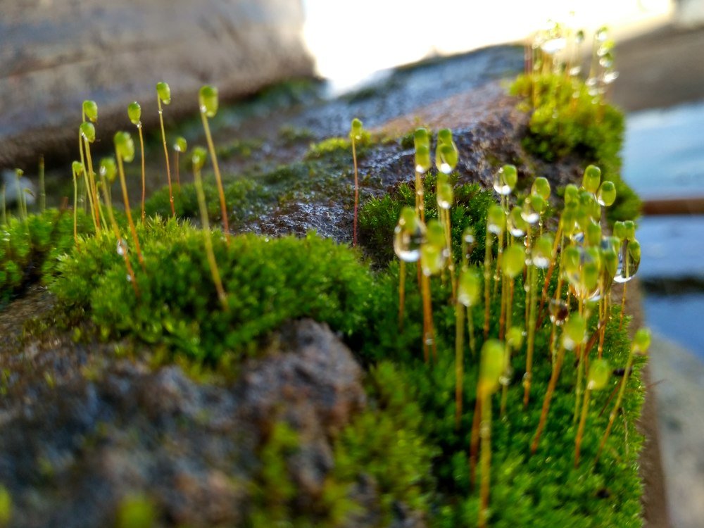 Micro nature