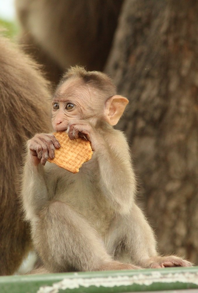 From the wild to street for food