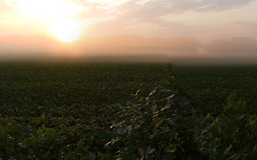 Утро туманное...